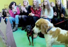 Pies tylko na smyczy