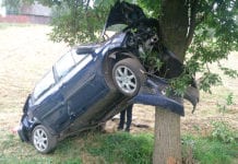 Zatrzymali się na drzewie