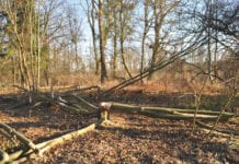 Bobry zeżrą Bolka?