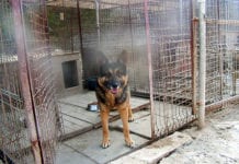 Kto zajmie się bezdomnymi psami w Świdniku?