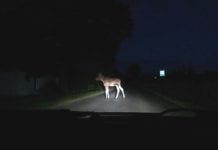 Dzika groźba przy drodze