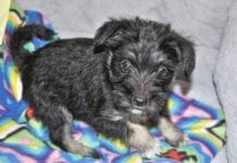 Odebrali psa potworowi