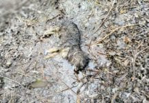 Kat zwierząt z sąsiedztwa