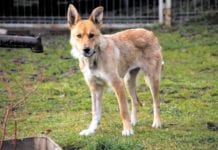 Uniknęła śmierci, szuka domu