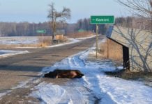 Pomór dziesiątkuje dziki