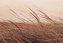 Czterech chętnych na dożynki