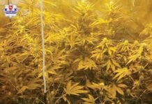 Konopie rosły w mieszkaniu