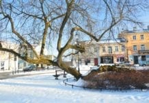 Klęczące drzewo walczy o tytuł