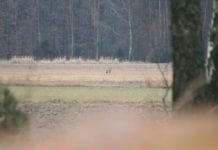 Po rysiu pokazał się wilk