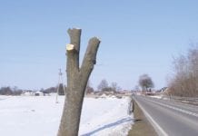 Kikuty zamiast drzew