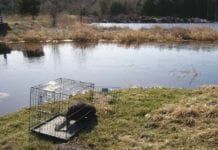 Bóbr grasował w ogródkach