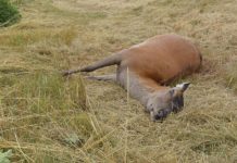 Gniła ponad tydzień