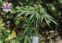 Konopie zamiast pomidorów