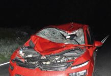 Koń-samobójca. Rzucił się pod koła