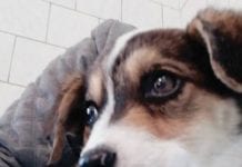 Porzucili psa na pewną śmierć