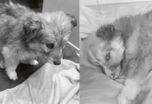 Psiaki umarły, rachunki zostały