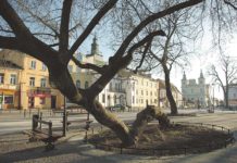 Drzewo z Krasnegostawu szóste w Europie!