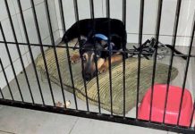 Porzucony psiak uratowany