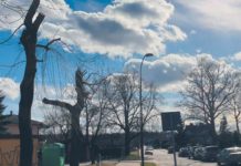 Kikuty zamiast drzew