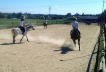 Gdzie ewakuować konie?