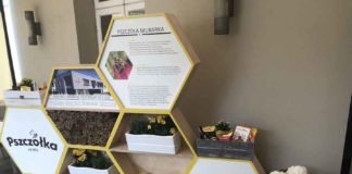 Pszczółka ratuje… pszczoły