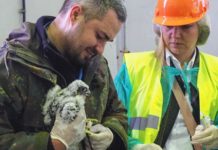 Lubelskie sokoły zatruły się karbofuranem i bromadiolonem