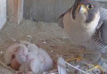 Wykluło się pięć gamoni