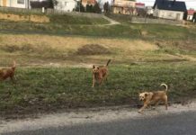 Sprawiedliwość pod psem?