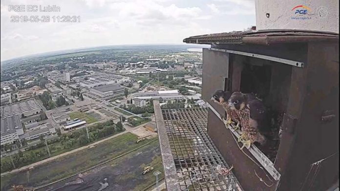 sokoly-szykuja-sie-do-lotu