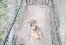 Porzucony kundelek szuka domu