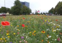 Kwietne łąki cieszą oko