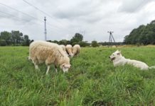 Dlaczego inżynier Sokołowski bacą został…