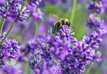 Posadźmy kwiaty dla pszczół