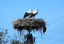 Bociek zginął na drutach?