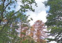 Ostrozębny szkodnik atakuje