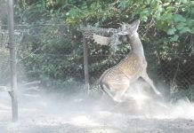 Daniel zaplątał się w siatkę