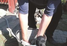 Psiak uratowany przed uduszeniem