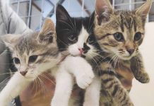 Krasnystaw nie pomaga porzuconym zwierzakom?