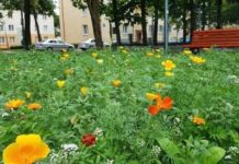 Miasto zakwitnie wiosną