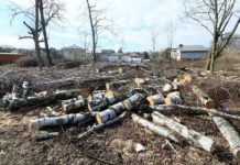 Świdnik coraz mniej zielony?