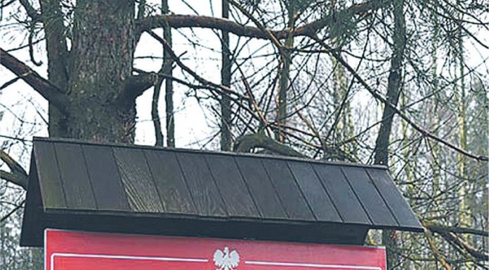 W finale troje kandydatów