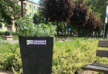 Świdnik pachnący oregano