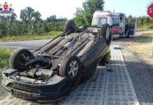 Dachowanie przez sarnę