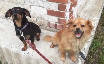 Świdnik przeznacza niemal 300 tysięcy złotych na wsparcie bezdomnych zwierząt Psy