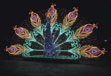 Świąteczny paw podzielił mieszkańców