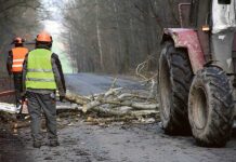 Niebezpieczne drzewa