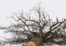 Wycięli wiekowe kasztanowce