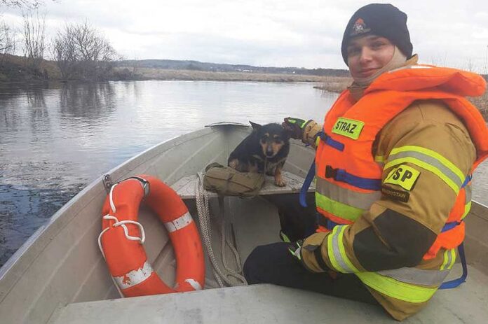 uratowali-psa-kopia