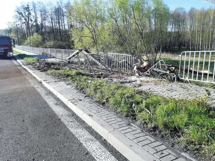 lopiennik-drzewo1-kopia