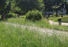 Niektórym zielono za bardzo